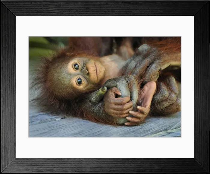 Framed Print : Borneo Orangutan - female holding her baby - Camp Leakey - Tanjung Puting National Park - Kalimantan - Borneo - Indonesia Framed Print : Borneo Orangutan - female holding her baby - Camp Leakey - Tanjung Puting National Park - Kalimantan - Borneo - Indonesia