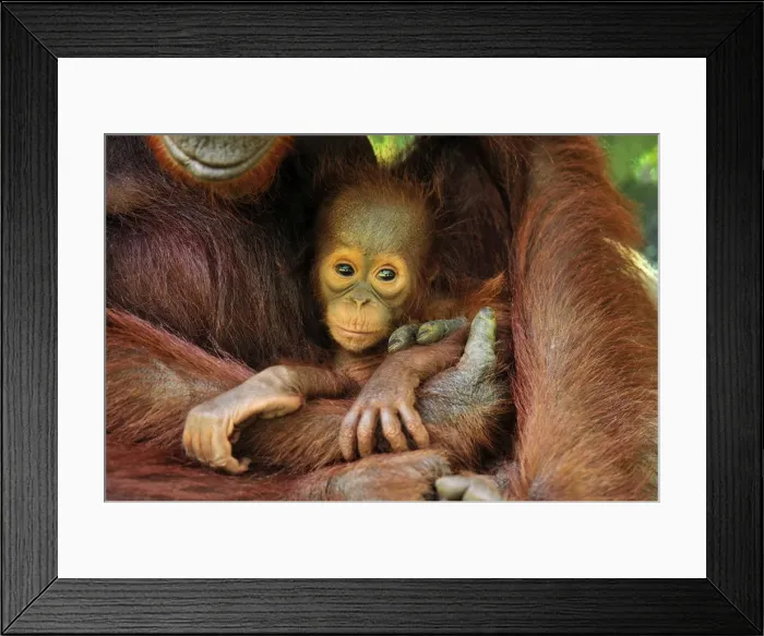 Framed Print : Borneo Orangutan - female holding her baby - Camp Leakey - Tanjung Puting National Park - Kalimantan - Borneo - Indonesia Framed Print : Borneo Orangutan - female holding her baby - Camp Leakey - Tanjung Puting National Park - Kalimantan - Borneo - Indonesia