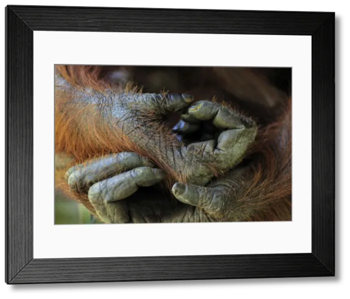 Framed Print : Borneo Orangutan - hands - Camp Leakey - Tanjung Puting National Park - Kalimantan - Borneo - Indonesia Framed Print : Borneo Orangutan - hands - Camp Leakey - Tanjung Puting National Park - Kalimantan - Borneo - Indonesia