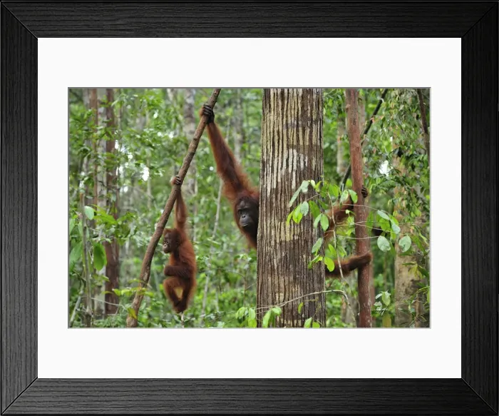 Framed Print : Borneo Orangutan - female and juvenile hanging from branch in tree - Camp Leakey - Tanjung Puting National Park - Kalimantan - Borneo - Indonesia Framed Print : Borneo Orangutan - female and juvenile hanging from branch in tree - Camp Leakey - Tanjung Puting National Park - Kalimantan - Borneo - Indonesia