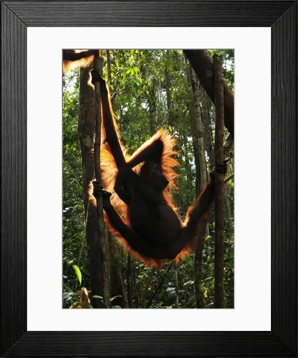 Framed Print : Borneo Orangutan - female hanging from tree - back light - Camp Leakey - Tanjung Puting National Park - Kalimantan - Borneo - Indonesia Framed Print : Borneo Orangutan - female hanging from tree - back light - Camp Leakey - Tanjung Puting National Park - Kalimantan - Borneo - Indonesia