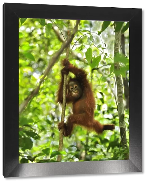 Borneo Orangutan - baby climbing on a tree - Camp Leakey - Tanjung Puting National Park - Kalimantan - Borneo - Indonesia