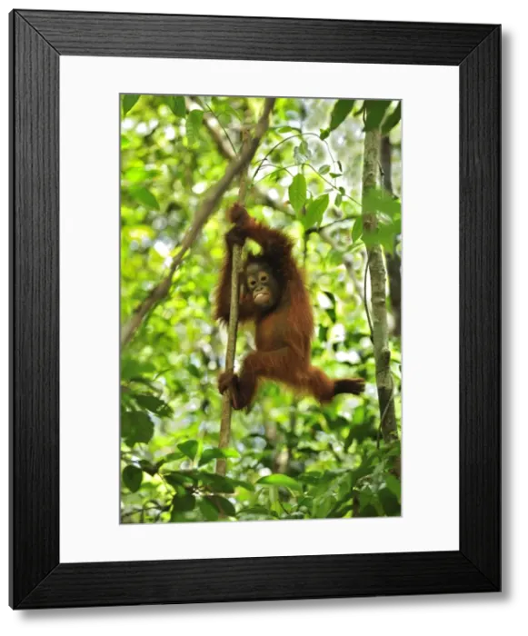 Framed Print : Borneo Orangutan - baby climbing on a tree - Camp Leakey - Tanjung Puting National Park - Kalimantan - Borneo - Indonesia Framed Print : Borneo Orangutan - baby climbing on a tree - Camp Leakey - Tanjung Puting National Park - Kalimantan - Borneo - Indonesia