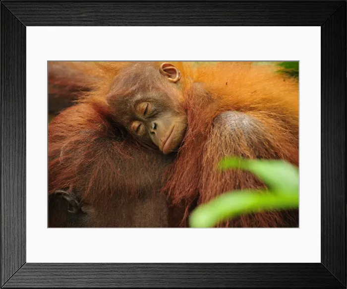 Framed Print : Borneo Orangutan - female with sleeping baby - Camp Leakey - Tanjung Puting National Park - Kalimantan - Borneo - Indonesia Framed Print : Borneo Orangutan - female with sleeping baby - Camp Leakey - Tanjung Puting National Park - Kalimantan - Borneo - Indonesia