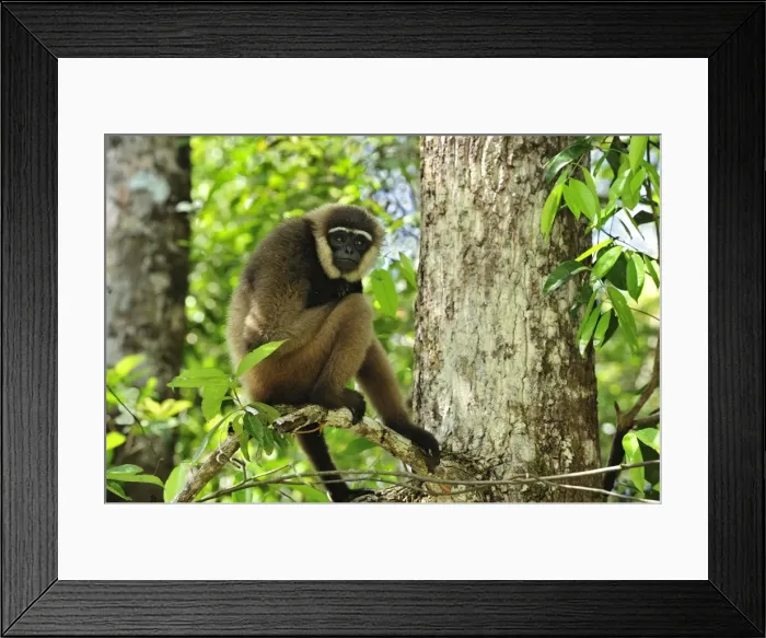 Framed Print : Agile Gibbon  /  Black-handed Gibbon - Tanjung Puting National Park - Kalimantan - Borneo - Indonesia