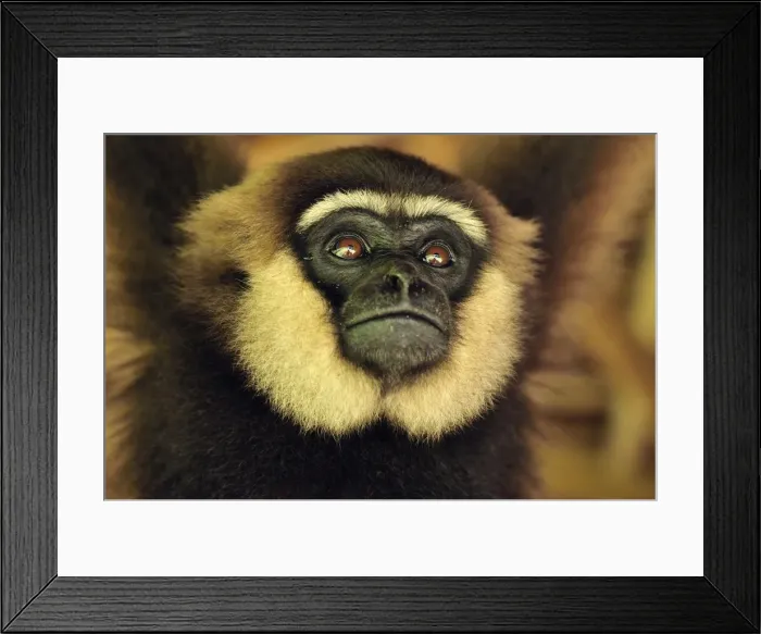 Framed Print : Agile Gibbon / Black-handed Gibbon - portrait - Tanjung Puting National Park - Kalimantan - Borneo - Indonesia Framed Print : Agile Gibbon / Black-handed Gibbon - portrait - Tanjung Puting National Park - Kalimantan - Borneo - Indonesia