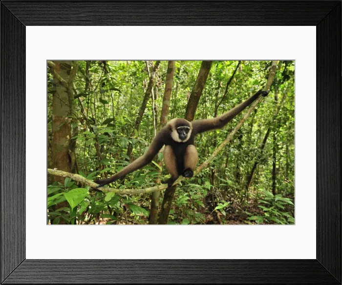 Framed Print : Agile Gibbon / Black-handed Gibbon - sitting on liana - Tanjung Puting National Park - Kalimantan - Borneo - Indonesia Framed Print : Agile Gibbon / Black-handed Gibbon - sitting on liana - Tanjung Puting National Park - Kalimantan - Borneo - Indonesia