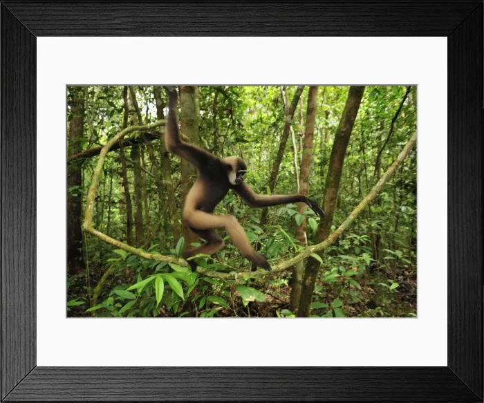 Framed Print : Agile Gibbon / Black-handed Gibbon - walking on liana vine - Tanjung Puting National Park - Kalimantan - Borneo - Indonesia Framed Print : Agile Gibbon / Black-handed Gibbon - walking on liana vine - Tanjung Puting National Park - Kalimantan - Borneo - Indonesia
