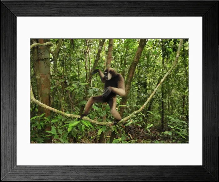Framed Print : Agile Gibbon / Black-handed Gibbon - walking on liana vine - Tanjung Puting National Park - Kalimantan - Borneo - Indonesia Framed Print : Agile Gibbon / Black-handed Gibbon - walking on liana vine - Tanjung Puting National Park - Kalimantan - Borneo - Indonesia