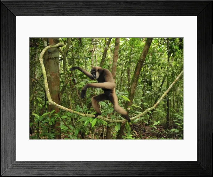 Framed Print : Agile Gibbon / Black-handed Gibbon - walking on liana vine - Tanjung Puting National Park - Kalimantan - Borneo - Indonesia Framed Print : Agile Gibbon / Black-handed Gibbon - walking on liana vine - Tanjung Puting National Park - Kalimantan - Borneo - Indonesia