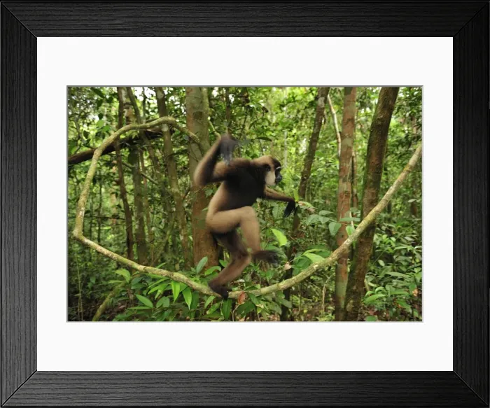 Framed Print : Agile Gibbon / Black-handed Gibbon - walking on liana vine - Tanjung Puting National Park - Kalimantan - Borneo - Indonesia Framed Print : Agile Gibbon / Black-handed Gibbon - walking on liana vine - Tanjung Puting National Park - Kalimantan - Borneo - Indonesia