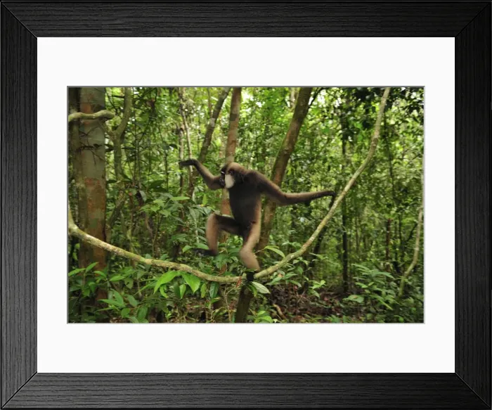 Framed Print : Agile Gibbon / Black-handed Gibbon - walking on liana vine - Tanjung Puting National Park - Kalimantan - Borneo - Indonesia Framed Print : Agile Gibbon / Black-handed Gibbon - walking on liana vine - Tanjung Puting National Park - Kalimantan - Borneo - Indonesia