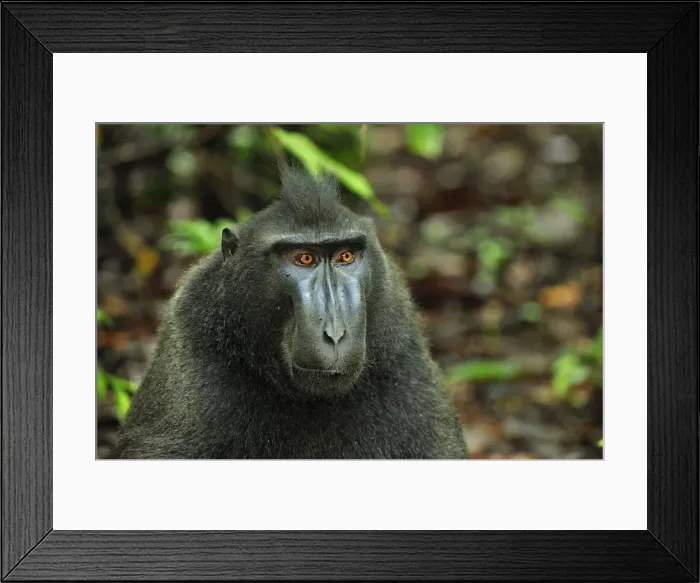 Framed Print : Celebes Crested Macaque  /  Crested Black Macaque  /  Sulawesi Crested Macaque  /  Black Ape - juvenile - Tangkoko Nature Reserve - North Sulawesi - Indonesia