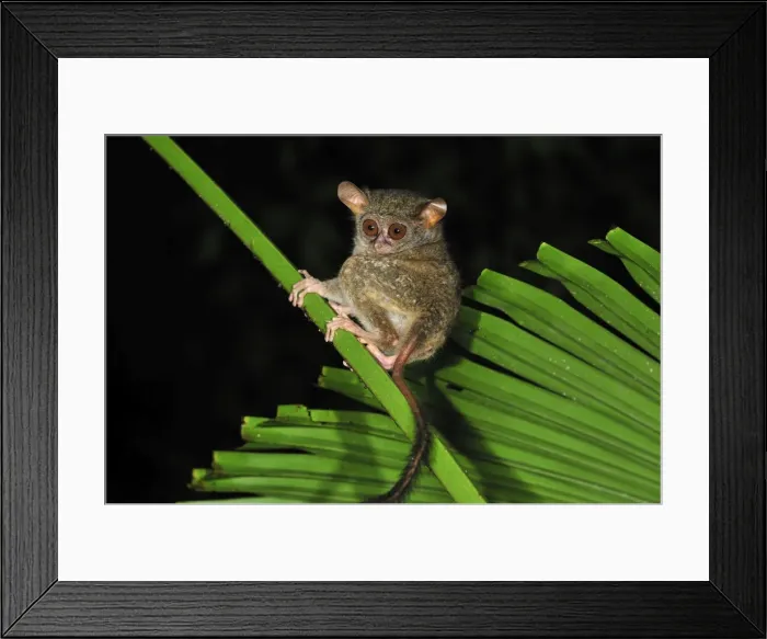 Framed Print : Spectral Tarsier - Tangkoko Nature Reserve - North Sulawesi - Indonesia Framed Print : Spectral Tarsier - Tangkoko Nature Reserve - North Sulawesi - Indonesia