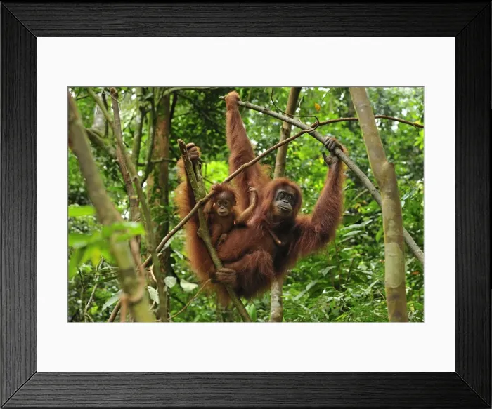 Framed Print : Sumatran Orangutan - mother with baby - Gunung Leuser National Park - Northern Sumatra - Indonesia Framed Print : Sumatran Orangutan - mother with baby - Gunung Leuser National Park - Northern Sumatra - Indonesia