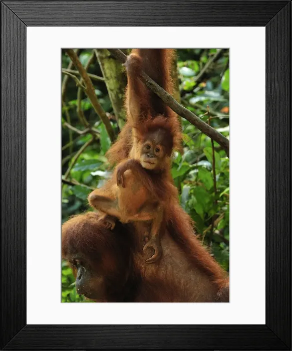 Framed Print : Sumatran Orangutan - baby - Gunung Leuser National Park - Northern Sumatra - Indonesia Framed Print : Sumatran Orangutan - baby - Gunung Leuser National Park - Northern Sumatra - Indonesia