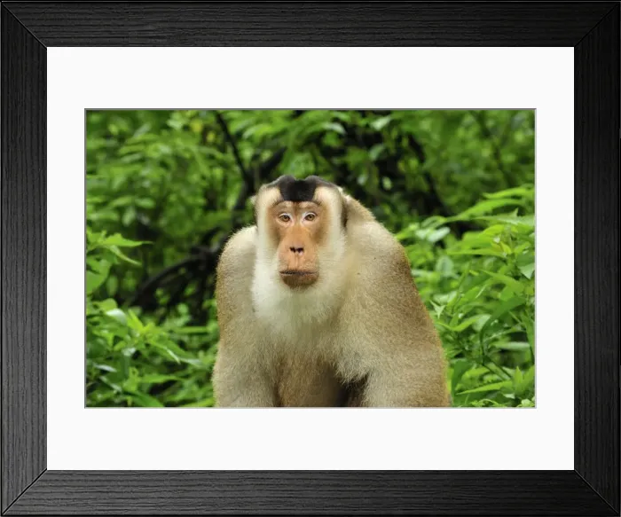 Framed Print : Southern Pig-tailed Macaque - Gunung Leuser National Park - Northern Sumatra - Indonesia Framed Print : Southern Pig-tailed Macaque - Gunung Leuser National Park - Northern Sumatra - Indonesia