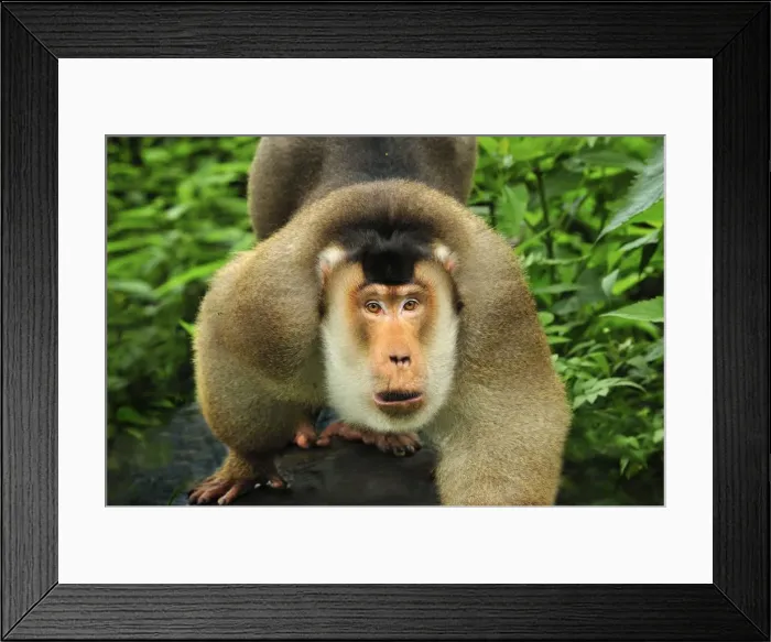 Framed Print : Southern Pig-tailed Macaque - Gunung Leuser National Park - Northern Sumatra - Indonesia Framed Print : Southern Pig-tailed Macaque - Gunung Leuser National Park - Northern Sumatra - Indonesia
