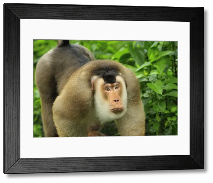 Framed Print : Southern Pig-tailed Macaque - Gunung Leuser National Park - Northern Sumatra - Indonesia Framed Print : Southern Pig-tailed Macaque - Gunung Leuser National Park - Northern Sumatra - Indonesia