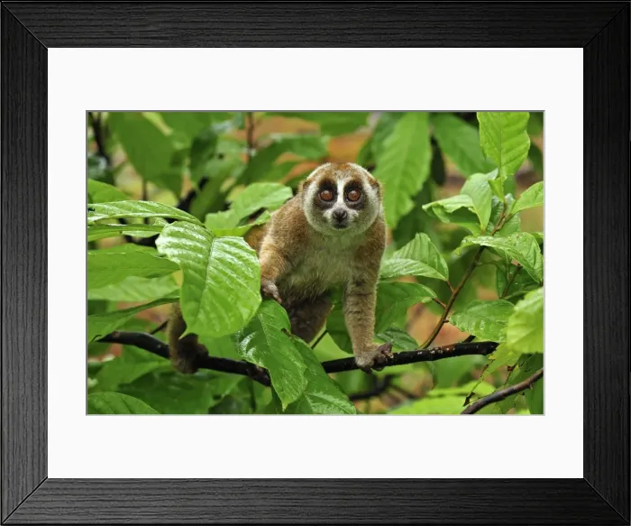 Framed Print : Sunda Slow Loris - Gunung Leuser National Park - Northern Sumatra - Indonesia Framed Print : Sunda Slow Loris - Gunung Leuser National Park - Northern Sumatra - Indonesia