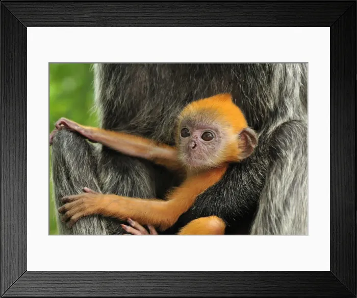 Framed Print : Silvery Lutung / Silvered Leaf Monkey / Silvery Langur - mother with baby - young are born with orange fur but this changes to the adult colour after 3-5 months - Kuala Selangor Nature Park - West Malaysia Framed Print : Silvery Lutung / Silvered Leaf Monkey / Silvery Langur - mother with baby - young are born with orange fur but this changes to the adult colour after 3-5 months - Kuala Selangor Nature Park - West Malaysia
