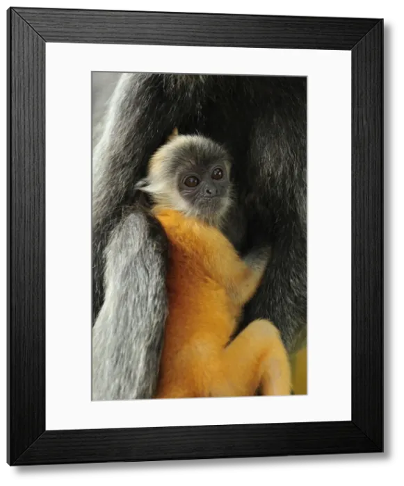 Framed Print : Silvery Lutung  /  Silvered Leaf Monkey  /  Silvery Langur - mother with baby - young are born with orange fur but this changes to the adult colour after 3-5 months - Kuala Selangor Nature Park - West Malaysia