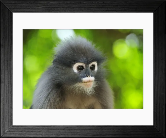 Framed Print : Dusky Leaf Monkey / Spectacled Langur / Spectacled Leaf Monkey - portrait - Khao Sam Roi Yot National Park - Thailand Framed Print : Dusky Leaf Monkey / Spectacled Langur / Spectacled Leaf Monkey - portrait - Khao Sam Roi Yot National Park - Thailand