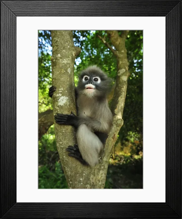 Framed Print : Dusky Leaf Monkey / Spectacled Langur / Spectacled Leaf Monkey - Khao Sam Roi Yot National Park - Thailand Framed Print : Dusky Leaf Monkey / Spectacled Langur / Spectacled Leaf Monkey - Khao Sam Roi Yot National Park - Thailand