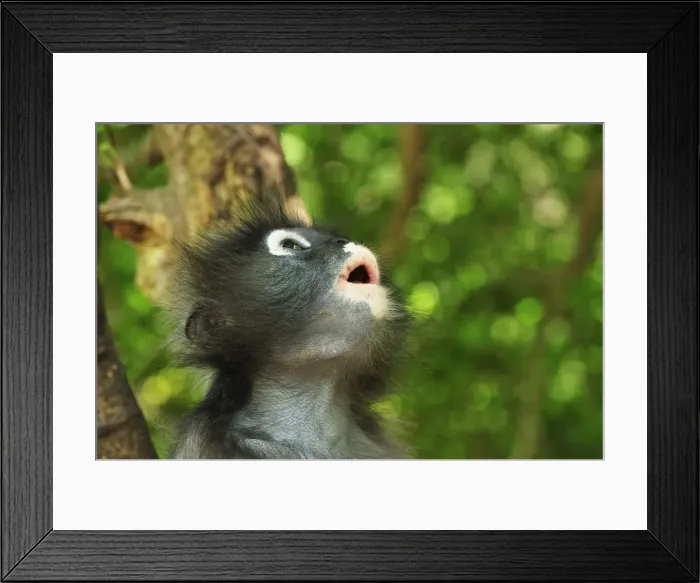 Framed Print : Dusky Leaf Monkey / Spectacled Langur / Spectacled Leaf Monkey - portrait - Khao Sam Roi Yot National Park - Thailand Framed Print : Dusky Leaf Monkey / Spectacled Langur / Spectacled Leaf Monkey - portrait - Khao Sam Roi Yot National Park - Thailand