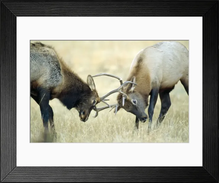 Framed Print : Rocky Mountain Elk / Wapiti Framed Print : Rocky Mountain Elk / Wapiti