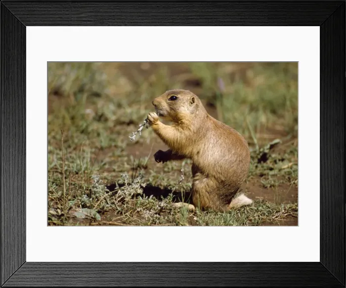 Framed Print : Utah Prarie Dog Framed Print : Utah Prarie Dog