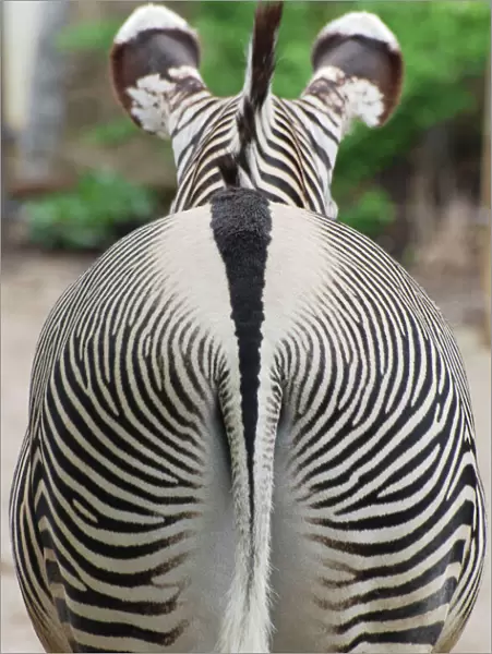 Grevy's Zebra - rear end