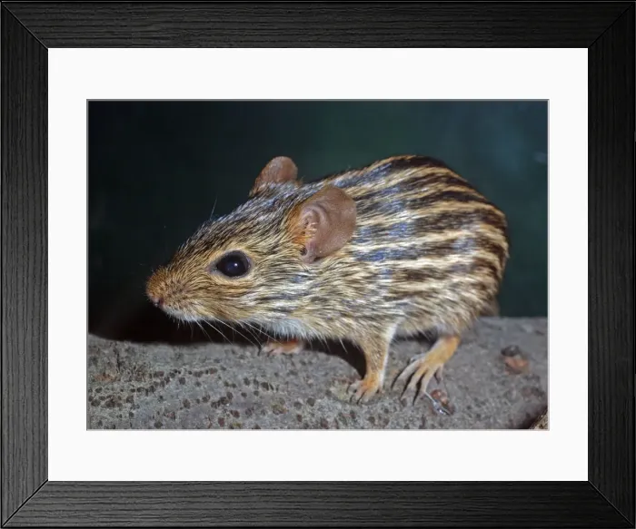 Framed Print : Striped Grass Mouse - Africa Framed Print : Striped Grass Mouse - Africa