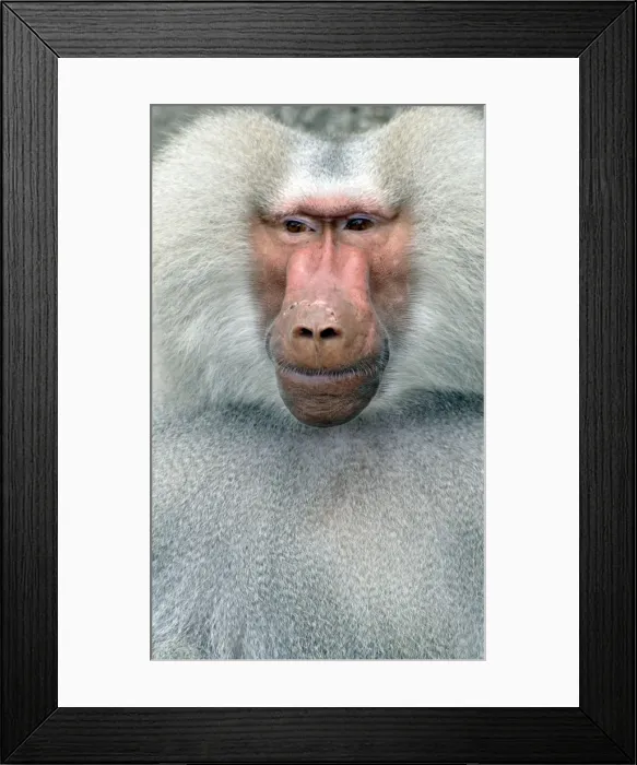 Framed Print : Sacred Baboon, East Africa, adult male Framed Print : Sacred Baboon, East Africa, adult male