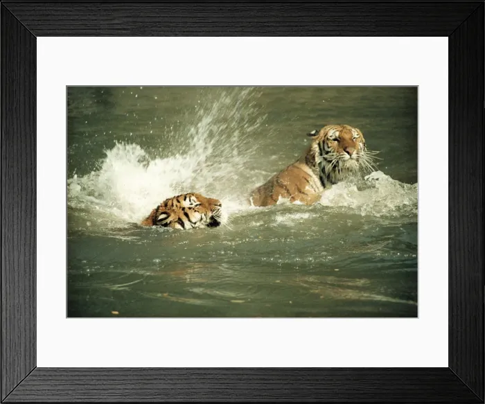 Framed Print : Siberian Tigers PM 3752 © Pat Morris / ardea. com Framed Print : Siberian Tigers PM 3752 © Pat Morris / ardea. com