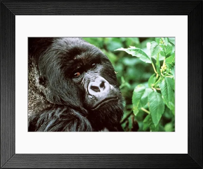 Framed Print : Mountain Gorilla AU 47 Framed Print : Mountain Gorilla AU 47
