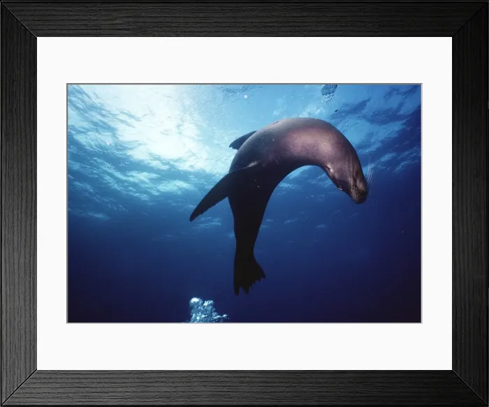 Framed Print : Galapagos Sea Lion - Champion Island, Galapagos AU-716 Framed Print : Galapagos Sea Lion - Champion Island, Galapagos AU-716