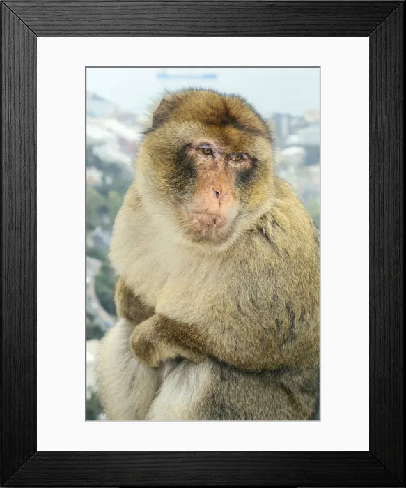 Framed Print : Barbary Macaque / Ape - Gibraltar - Europe Framed Print : Barbary Macaque / Ape - Gibraltar - Europe