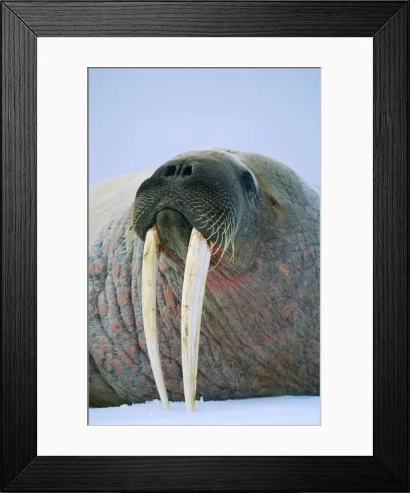 Framed Print : Walrus RS 224 Odobenus osmarus osmarus © Robyn Stewart / ardea. com Framed Print : Walrus RS 224 Odobenus osmarus osmarus © Robyn Stewart / ardea. com