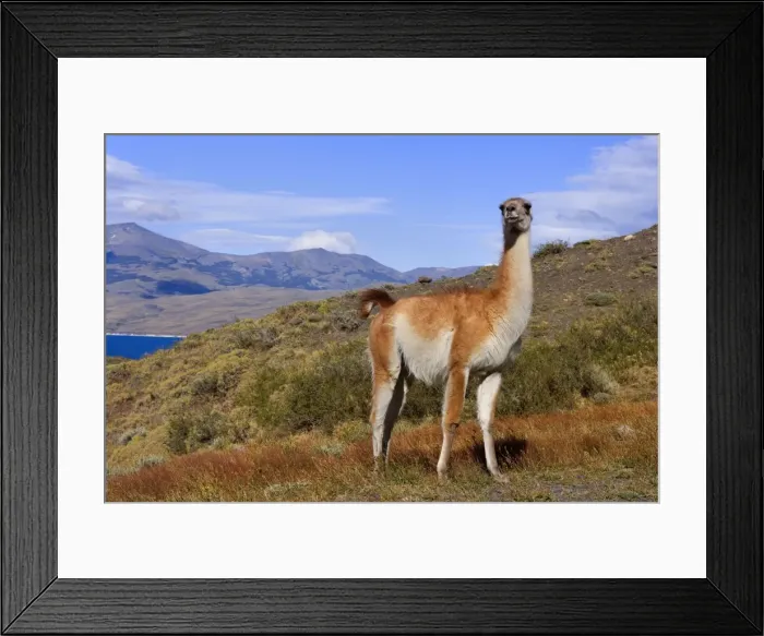 Framed Print : Guanaco - single big adult bull standing on grassy slope looking about - Torres del Paine National Park - Patagonia - Chile - South America Framed Print : Guanaco - single big adult bull standing on grassy slope looking about - Torres del Paine National Park - Patagonia - Chile - South America