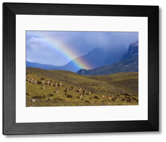 Framed Print : Guanaco - big herd grazing on grassy slopes under a rainbow in front of Cuernos del Paine massif - Torres del Paine National Park - Patagonia - Chile - South America Framed Print : Guanaco - big herd grazing on grassy slopes under a rainbow in front of Cuernos del Paine massif - Torres del Paine National Park - Patagonia - Chile - South America