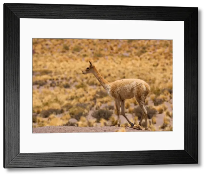 Framed Print : Vicuna  /  Vicugna - adult strolling through grassy desert - Atacama Desert near El Tatio Geysers - Chile - South America