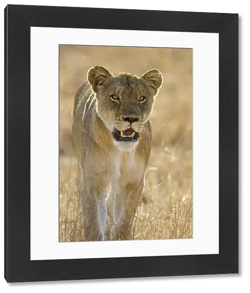 Lion - Mala Mala Game Reserve - South Africa