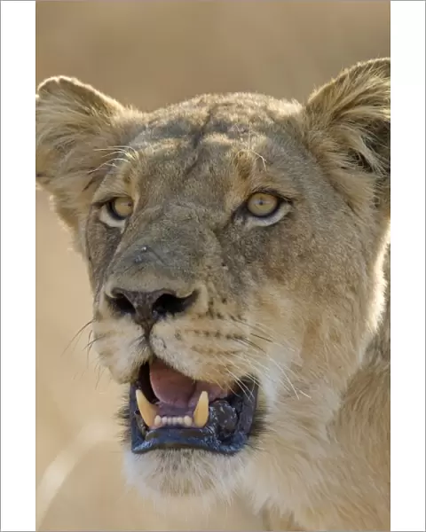 Lion - Mala Mala Game Reserve - South Africa