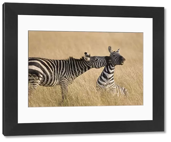 Plains Zebra - stallions fighting - Masai Mara Reserve - Kenya