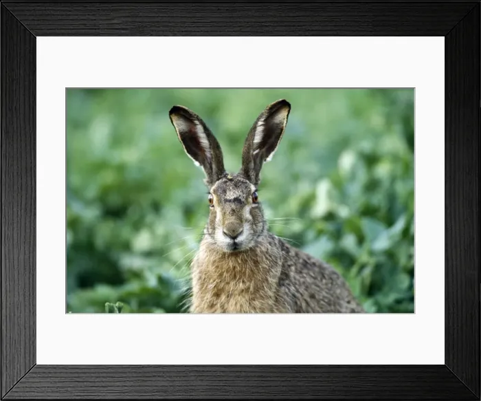 Framed Print : Borwn Hare Framed Print : Borwn Hare