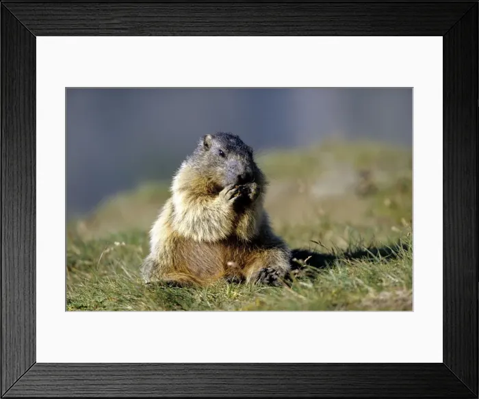 Framed Print : European Marmot Framed Print : European Marmot