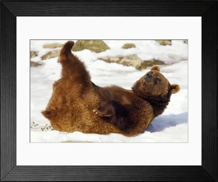 Framed Print : European Brown Bear Framed Print : European Brown Bear