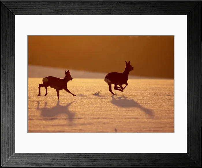 Framed Print : Roe Deers - running in snow - Germany Framed Print : Roe Deers - running in snow - Germany