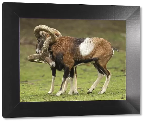 Mouflon Sheep - Rams fighting getting their horns stuck - Germany